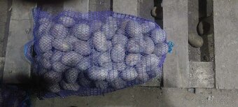 Predám sazdbové zemiaky - 2