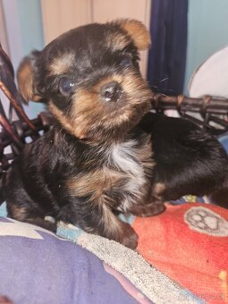 Yorkshire terier - 2