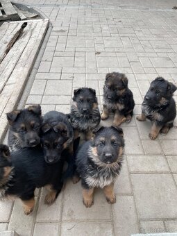 Nemecky ovčiak. - 2