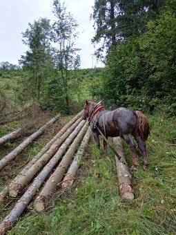 Predám ťažného koňa - 2