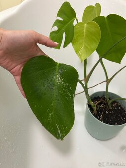 Monstera albo - 2