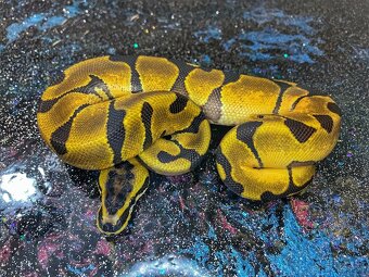 Predám samica Python regius genetika v texte - 2