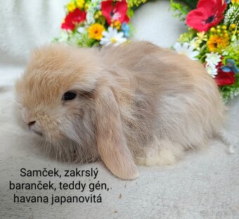 Zakrslý baranček teddy gén s VP samček havana japanovitá - 2