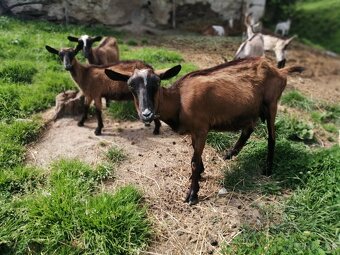 3 bezrohé kozy na spásanie záhrady+zámena aj za obilie - 2
