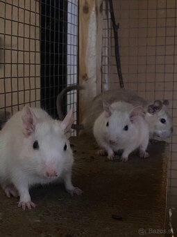 Osmak degu - 2