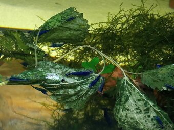 Krevetky neocaridina blue saphire - 2
