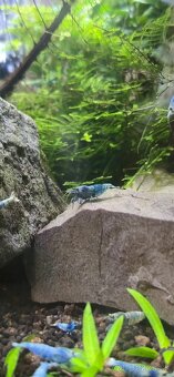 Caridina cantonensis cf. Blue Bolt Krevetky - 2