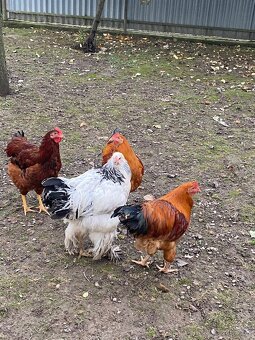 Predám kohutov - 2