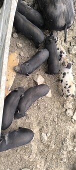 Vietnamské prasiatka - 2