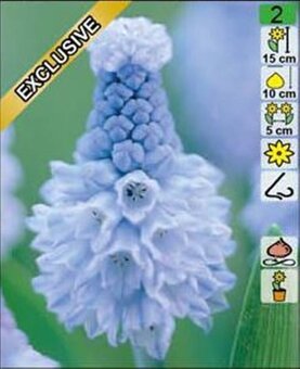 Modrice - cibuľky - 2