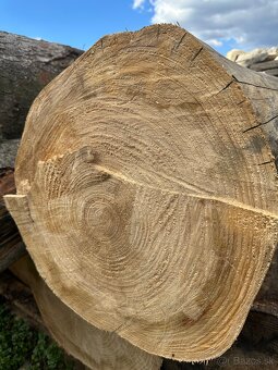 Predám kmene smrek - 2