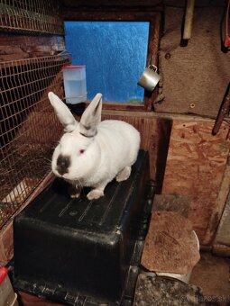 Nitriansky kralik - 2