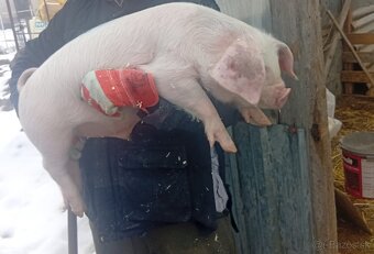 Predám odstavčata 25kg - 2