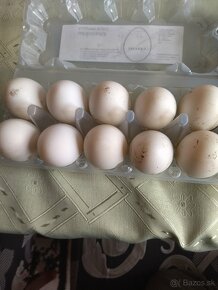 Násadovè vajcia - 2