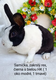 Zakrslý rex s VP - samička čierna s bielou HK - 2