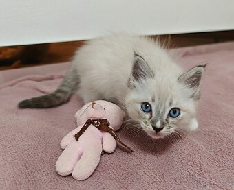 Ragdoll predám - 2