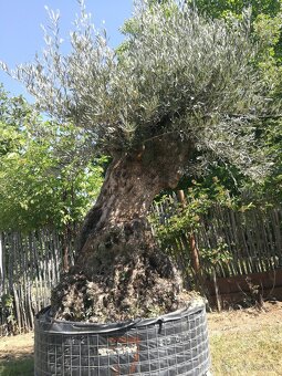 Olivovnik bonsai - 2