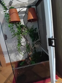 Phelsuma - 2