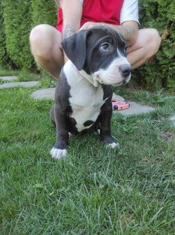 J&K bullys "ponúkame na predaj American bully XL - 2