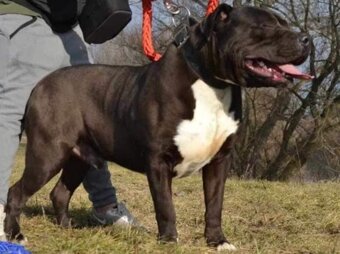J&K bullys "ponúkame na predaj American bully XL - 2