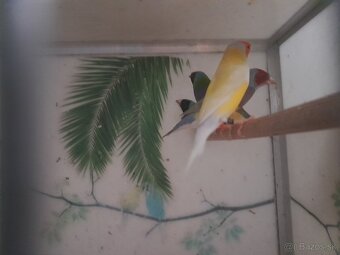 Amadina Gouldova - 2