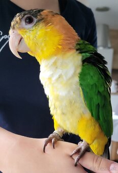 Amazonik bielobruchy - 2