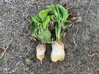 Krmna repa na predaj burgina - 2