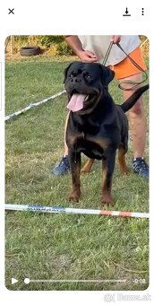 ROTVAJLER - šteniatka s PP - 2