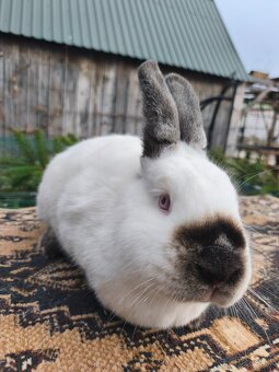 Kalifornský králik - 2