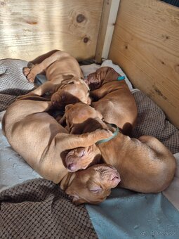 Maďarská vyžla šteniatka - 2