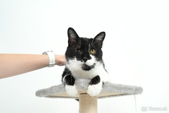 Stará mačička ŽIŠKA hľadá domov - 2