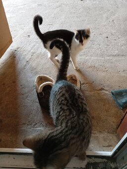 Darujem 1 kocúra a macku - 2