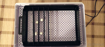 Liaheň - inkubator - 2