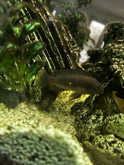 Cichlidi africke - 2