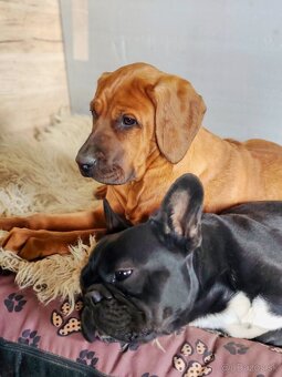 Tosa Inu s PP (FCI) - 2