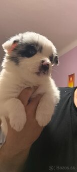 Border kolie blue merle - 2
