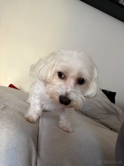 Maltezák - 2