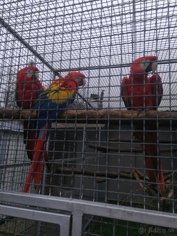 KAKADU MOLUCKY, ARA ARAKANGA (MACAO) - 2