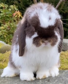 Minilop,zakrsly zajacik - 2