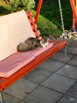 Darujem do dobrých rúk prítulného hravého kocúrika - 2