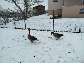 Predám pár Landeskych husí - 2