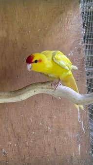 KAKARIK KAKARIKI ČERVENOČELÝ ŽLTÝ mladé - 2