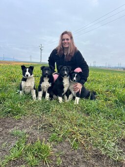 Karelský medvědí pes - 2