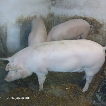 Predám ošípané - 2