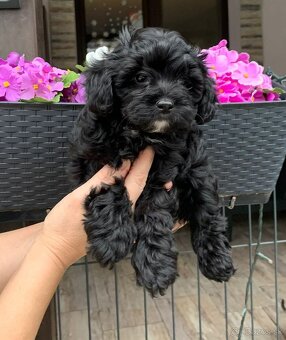 Maltipoo pudel - 2