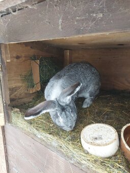 Belgicke obry Samice - 2