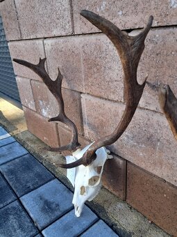 Daniel, trofej, trofeje, parozie,zhody - 2