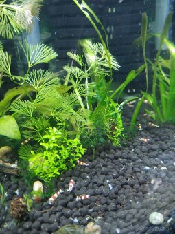 Predám Caridina Crystal Red - 2