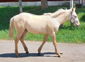 Quarter horse žrebcek - 2