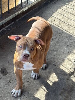 American Bully - 2